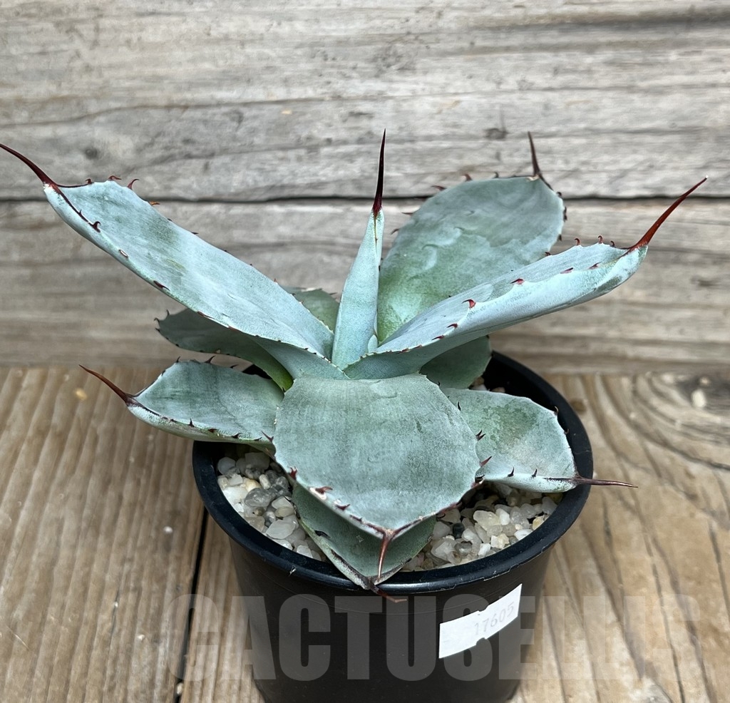 SHPR17605 Agave parryi v. truncata, Ronde Huntington Form - Image 2