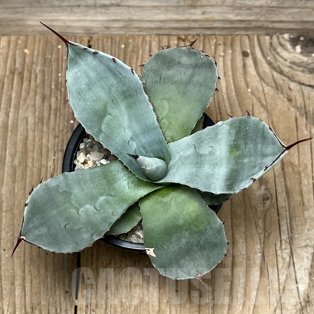 SHPR17605 Agave parryi v. truncata, Ronde Huntington Form - Image 3
