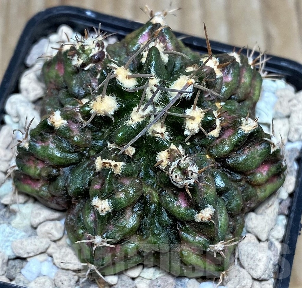 SHPR17477 Gymnocalycium mihanovichii T-rex hybrid - Image 2