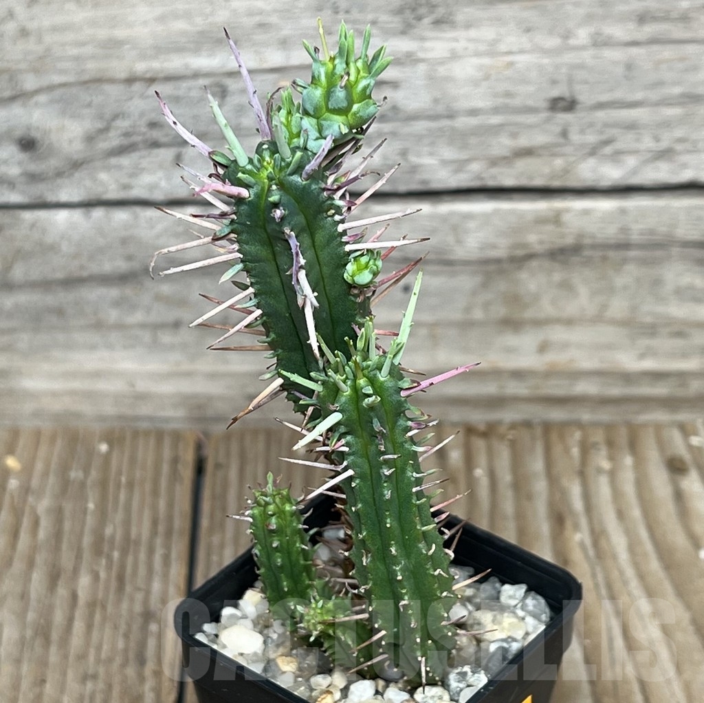 SHPR17610 Euphorbia ferox