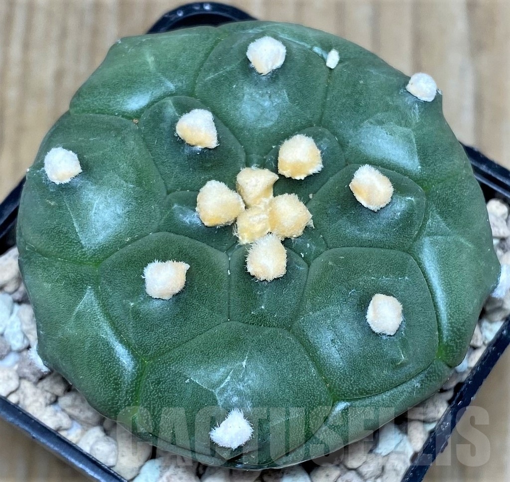 SHPR17482 Astrophytum asterias 'Kikko'