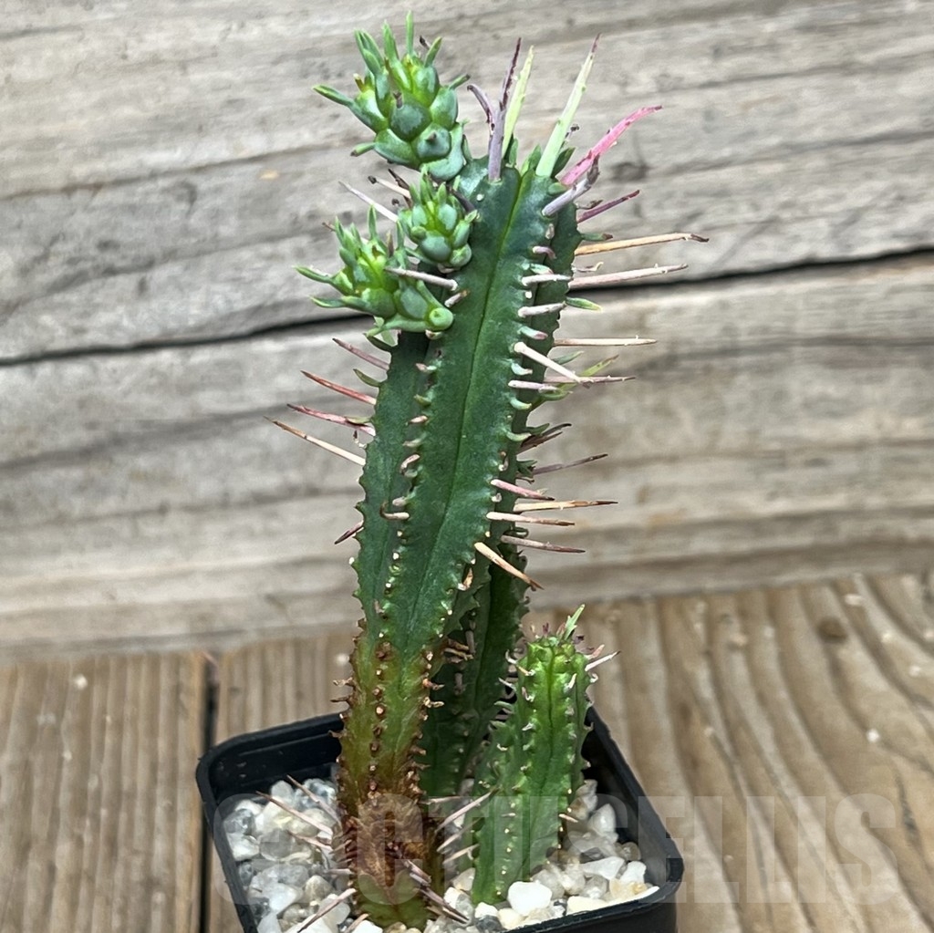 SHPR17610 Euphorbia ferox - Image 2