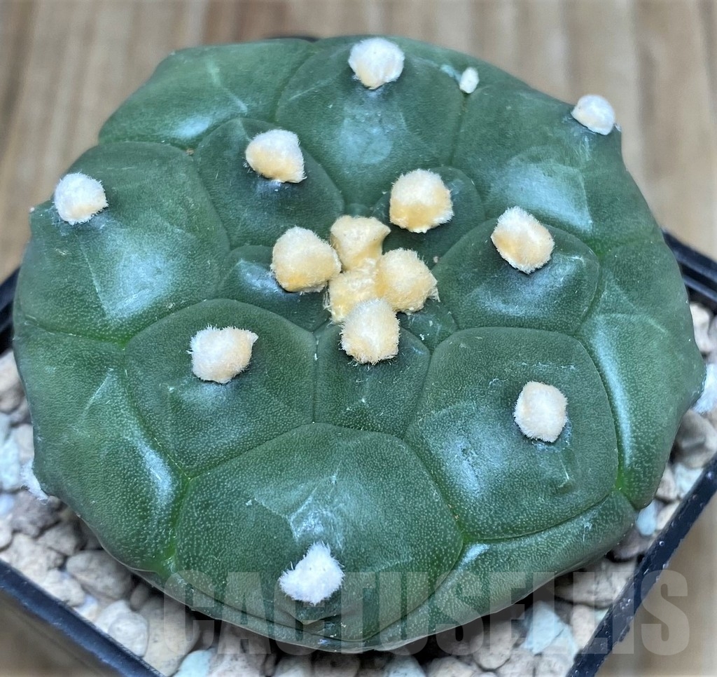 SHPR17482 Astrophytum asterias 'Kikko' - Image 2