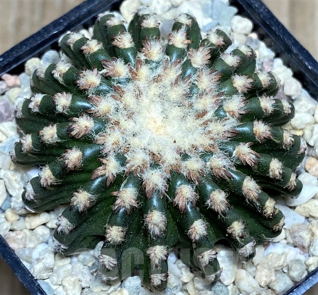 SHPR17486 Discocactus horstii