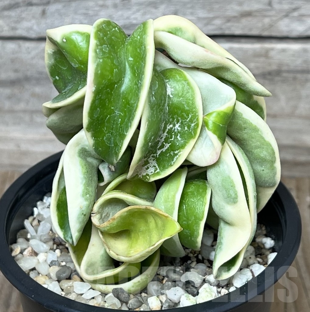 SHPR17613 Hoya carnosa compacta f. variegata - Image 2