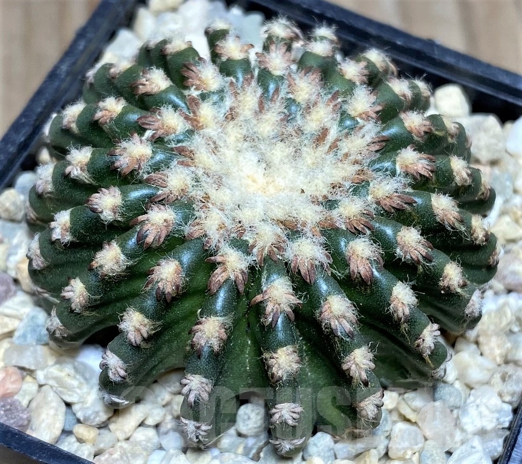 SHPR17486 Discocactus horstii - Image 2