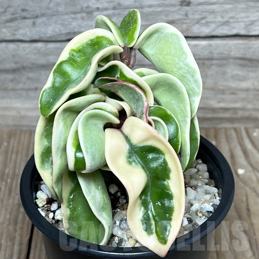 SHPR17613 Hoya carnosa compacta f. variegata
