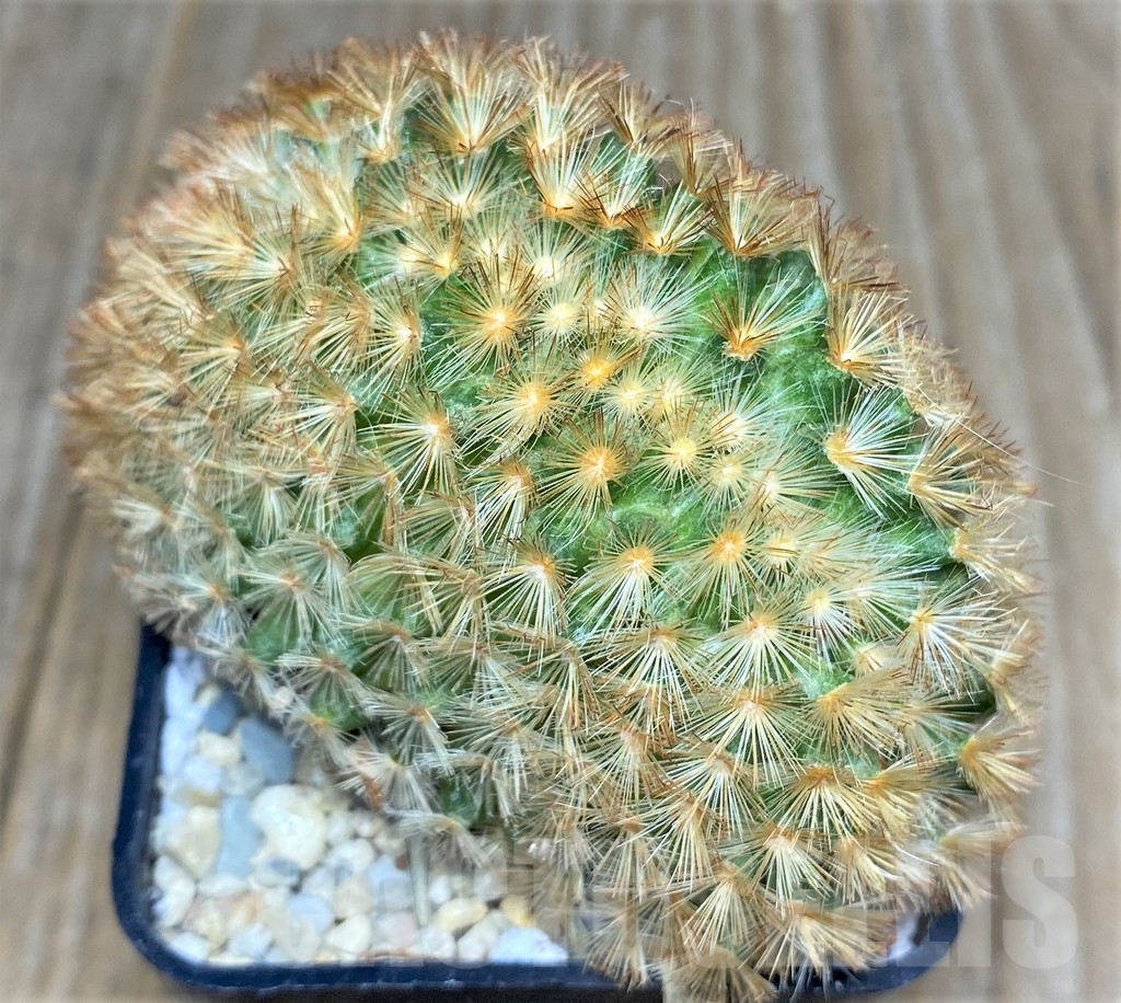 SHPR17487 Mammillaria carmenae f. cristata