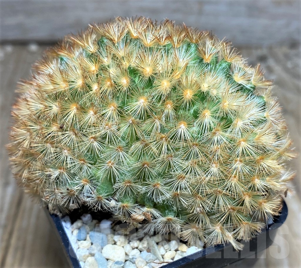SHPR17487 Mammillaria carmenae f. cristata - Obrázek 2