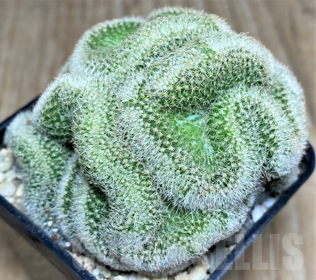 SHPR17488 Mammillaria geminispina f. cristata
