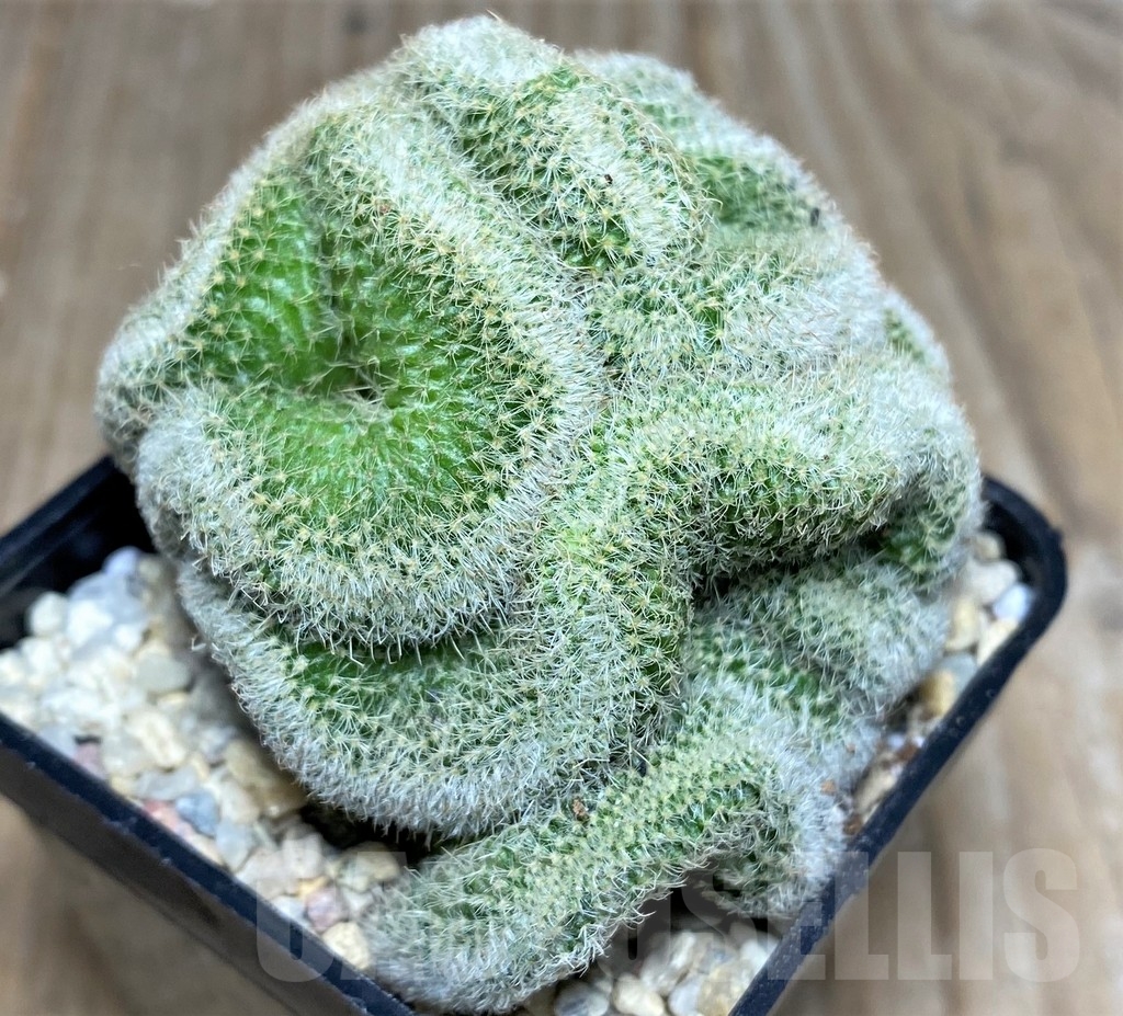 SHPR17488 Mammillaria geminispina f. cristata - immagine 3
