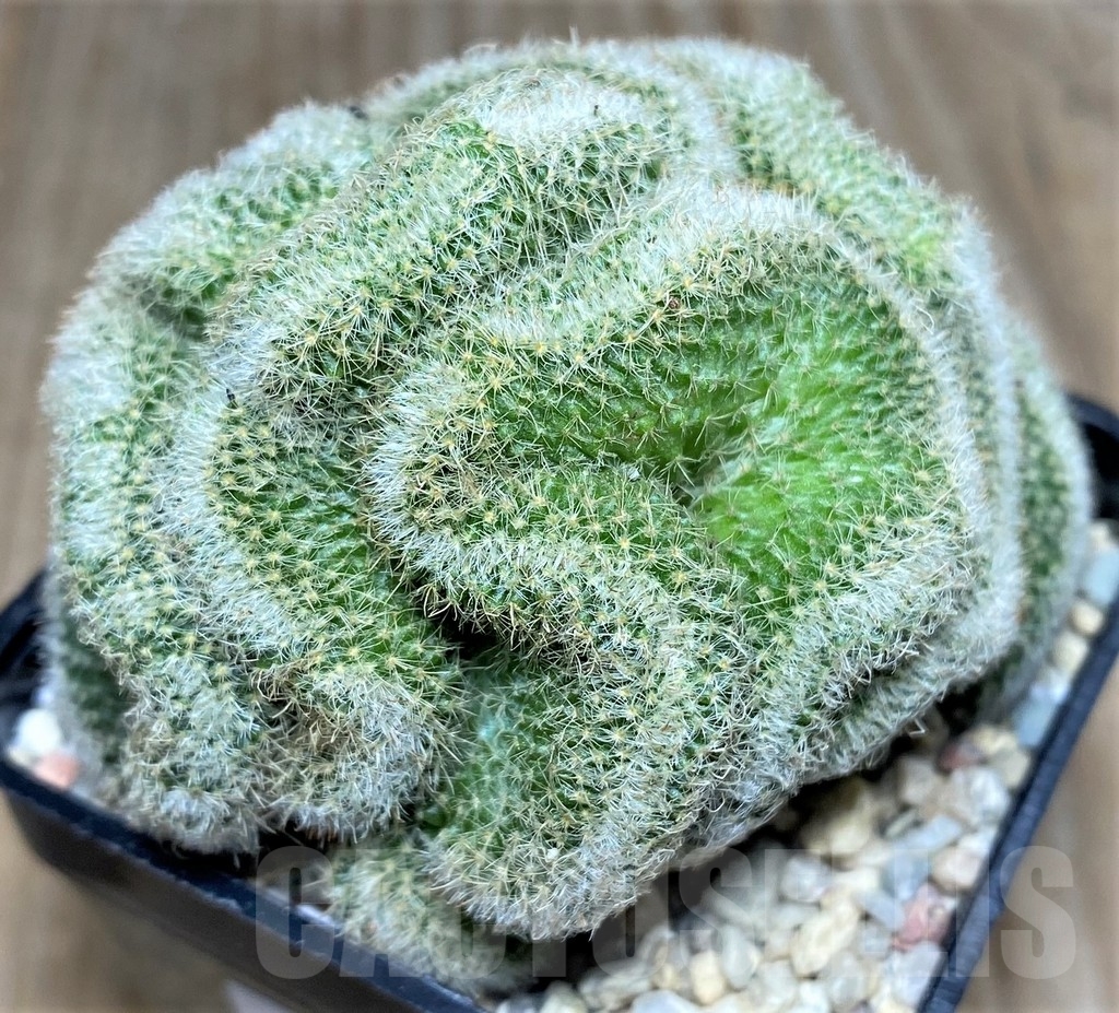 SHPR17488 Mammillaria geminispina f. cristata - immagine 2