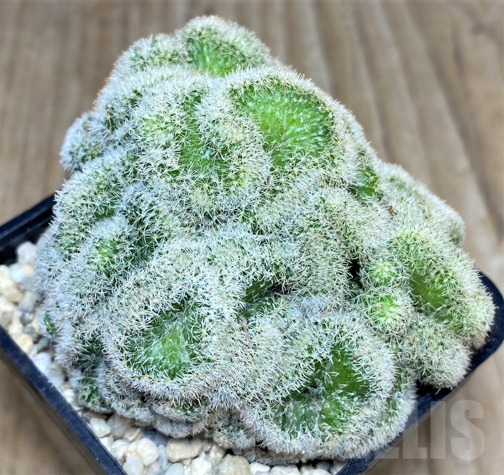 SHPR17489 Mammillaria geminispina f. cristata