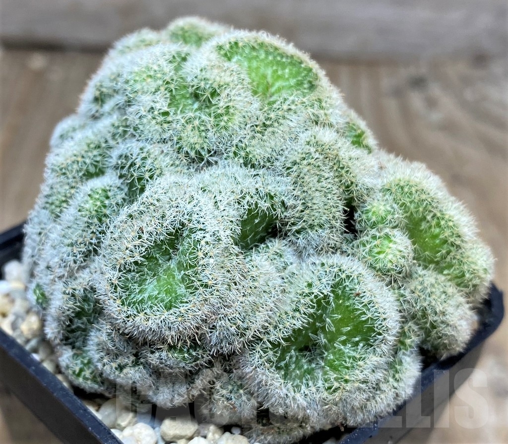 SHPR17489 Mammillaria geminispina f. cristata - immagine 2