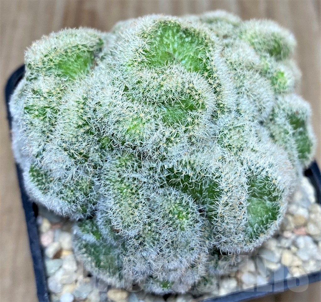 SHPR17489 Mammillaria geminispina f. cristata - immagine 3
