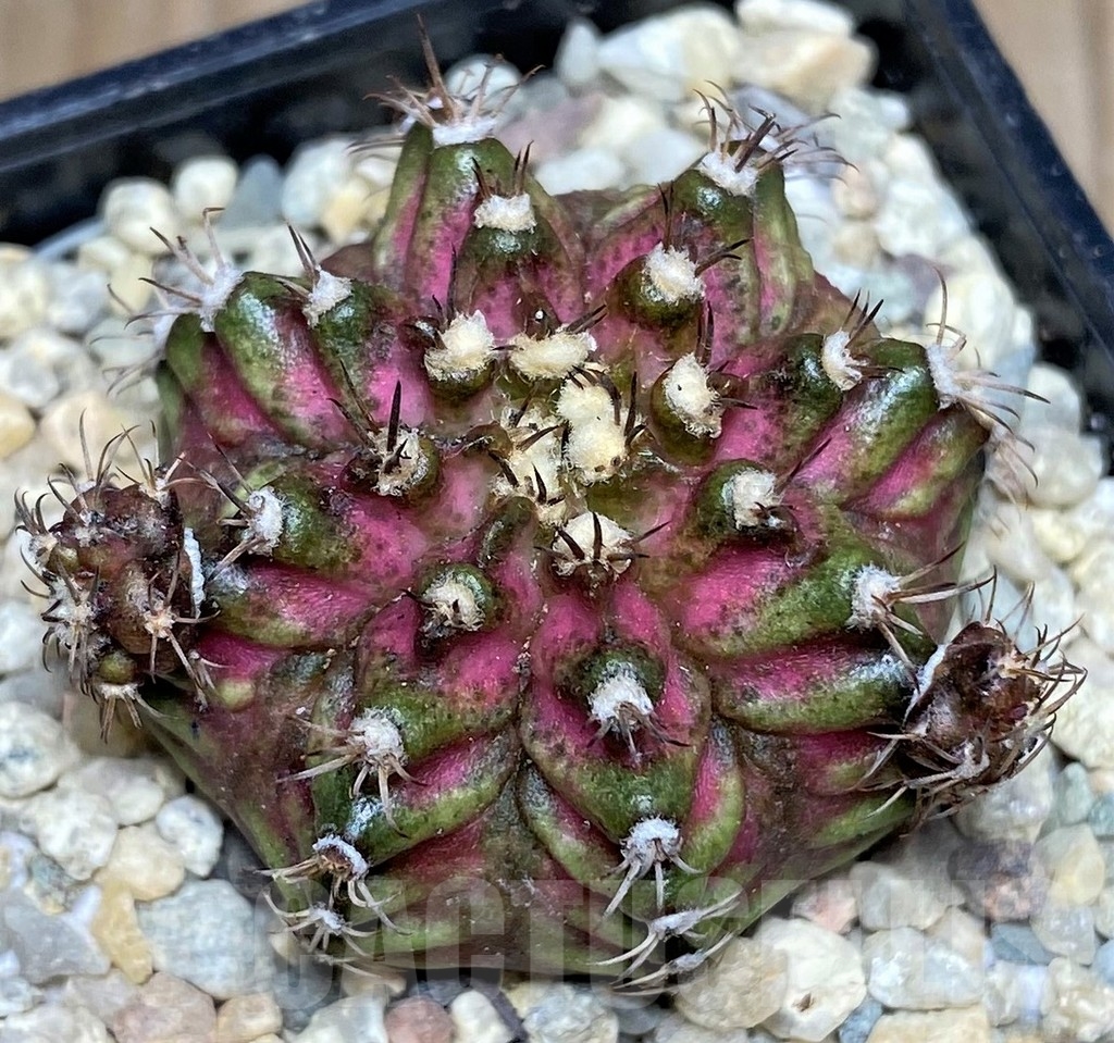 SHPR17493 Gymnocalycium mihanovichii T-rex hybrid