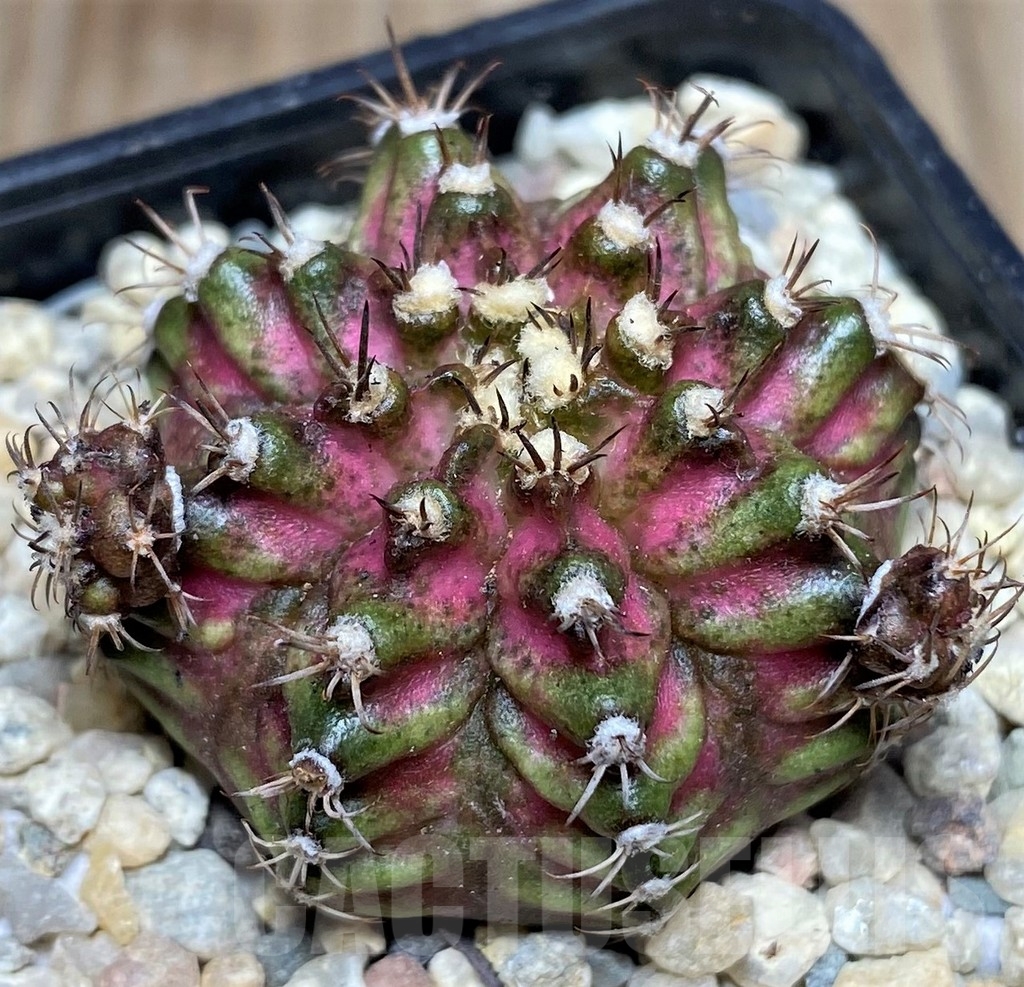 SHPR17493 Gymnocalycium mihanovichii T-rex hybrid - Image 2