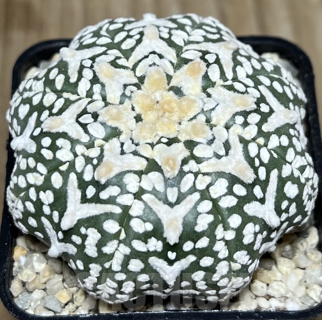 SHPR17692 Astrophytum asterias ‘Super Kabuto Miracle’ V-type - Зображення 2