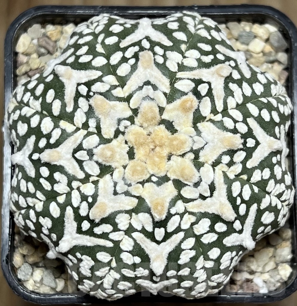 SHPR17692 Astrophytum asterias ‘Super Kabuto Miracle’ V-type
