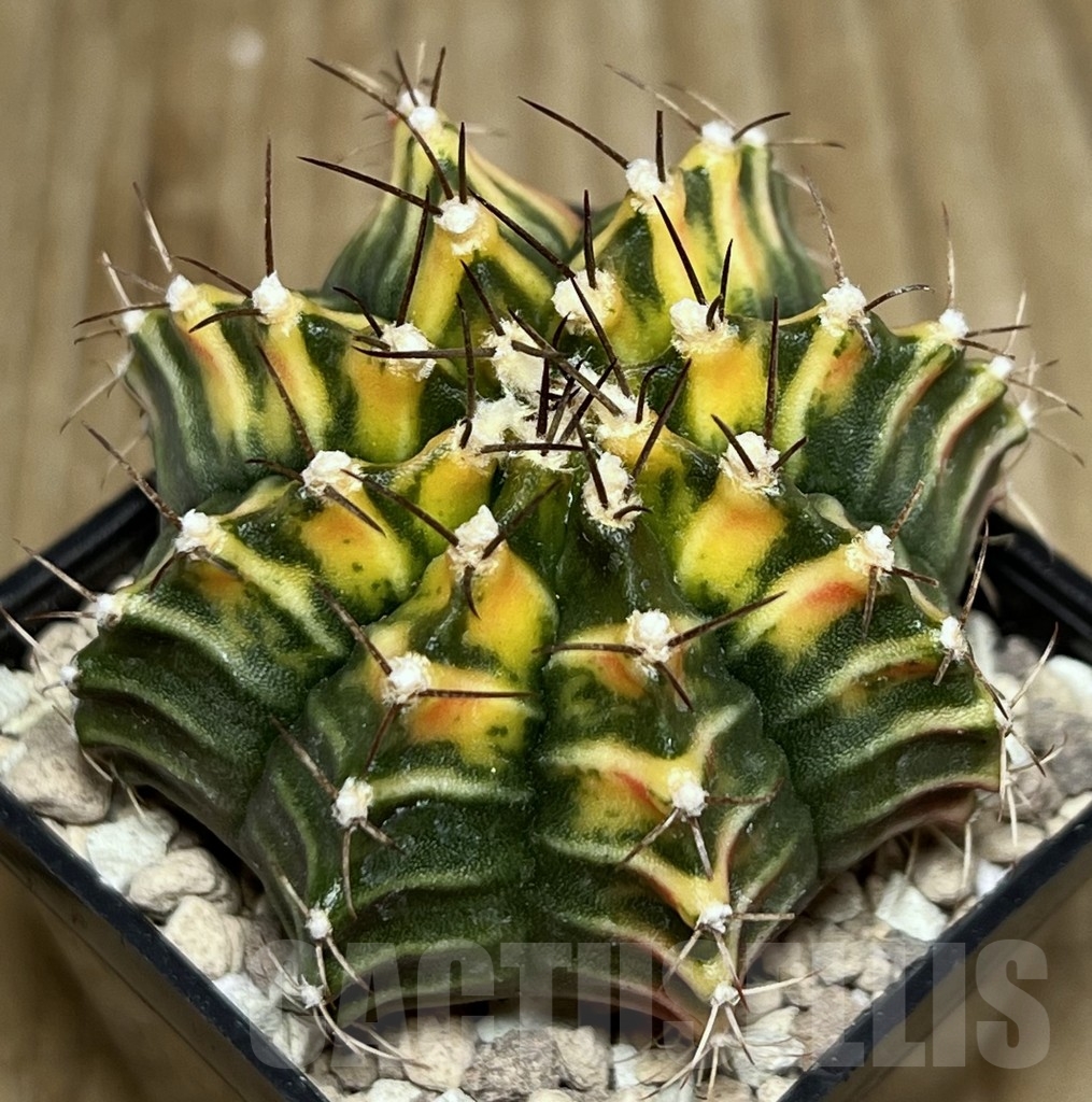 SHPR17695 Gymnocalycium friedrichii LB 2178 hybrid f. variegata, seedling