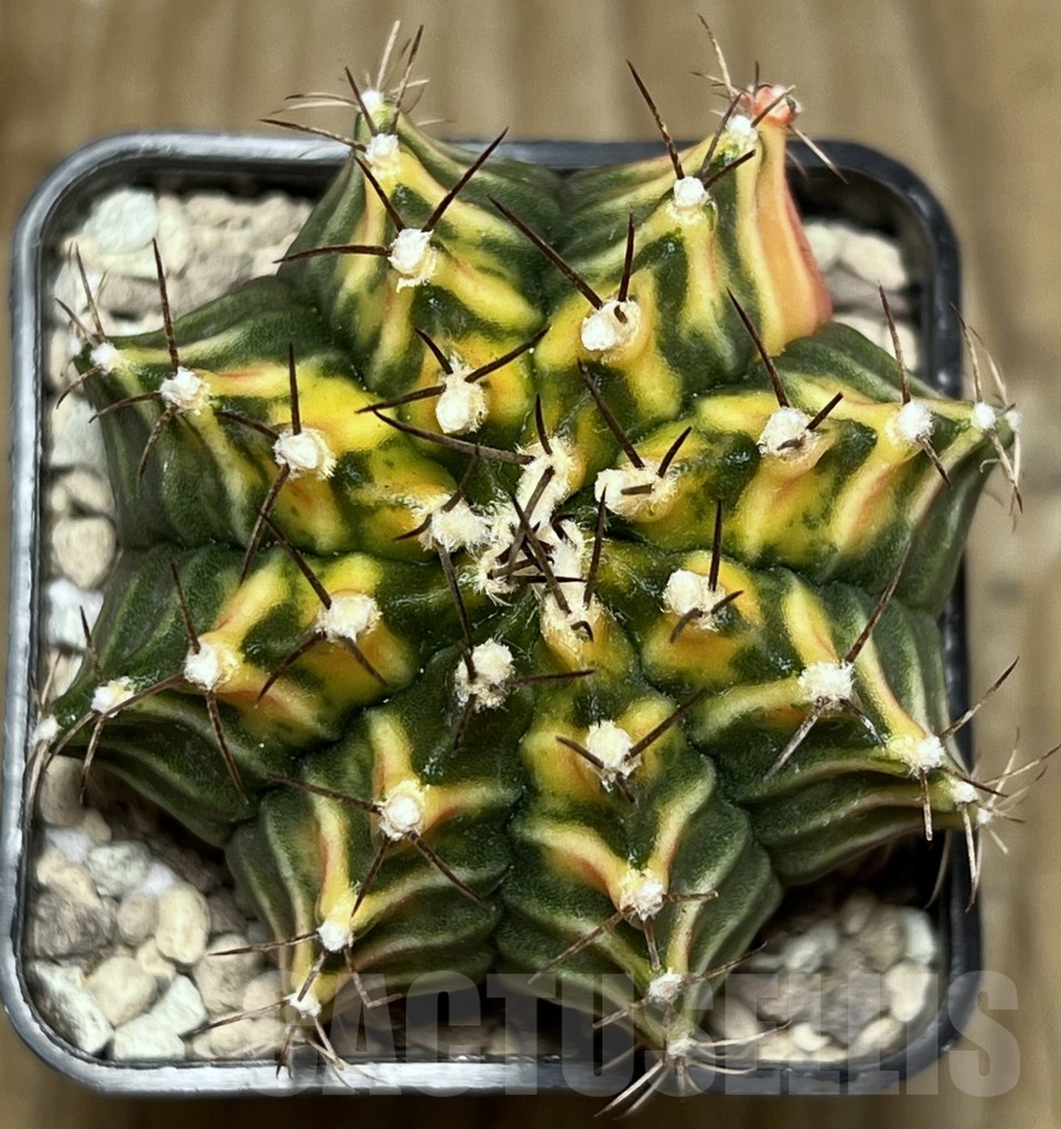 SHPR17695 Gymnocalycium friedrichii LB 2178 hybrid f. variegata, seedling - Зображення 2