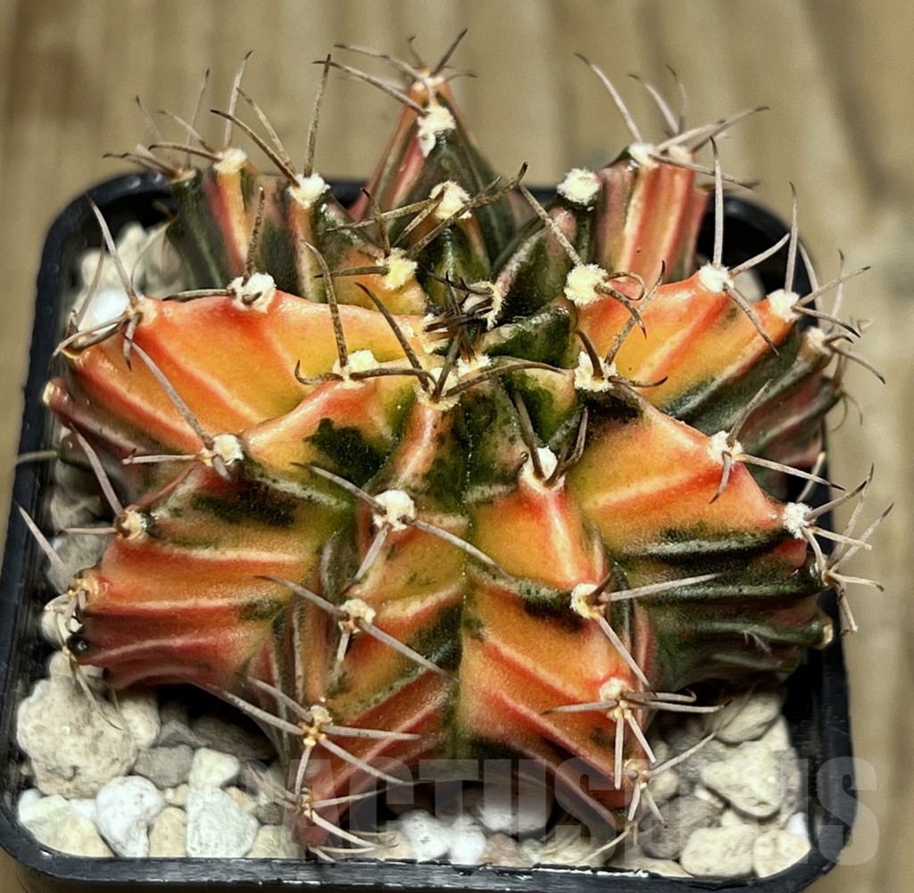 SHPR17696 Gymnocalycium friedrichii LB 2178 hybrid f. variegata, seedling