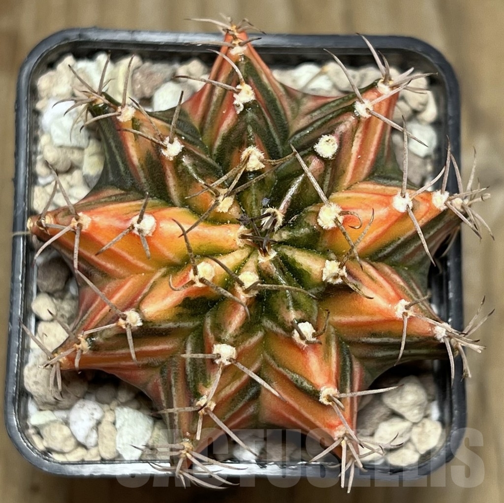 SHPR17696 Gymnocalycium friedrichii LB 2178 hybrid f. variegata, seedling – Image 2