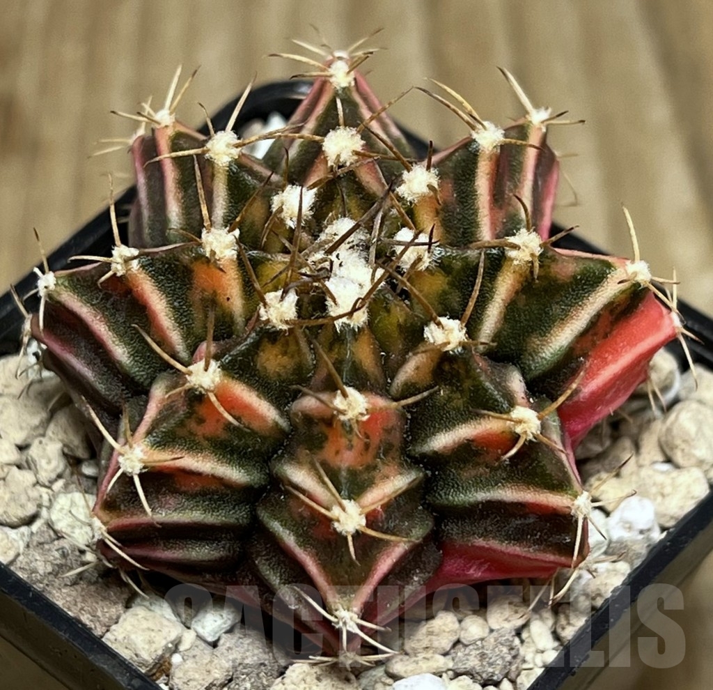 SHPR17700 Gymnocalycium friedrichii LB 2178 hybrid f. variegata, seedling