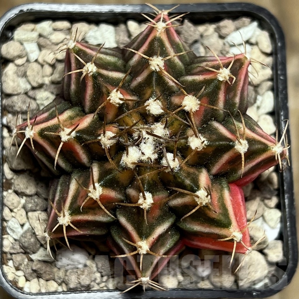 SHPR17700 Gymnocalycium friedrichii LB 2178 hybrid f. variegata, seedling – Bild 2
