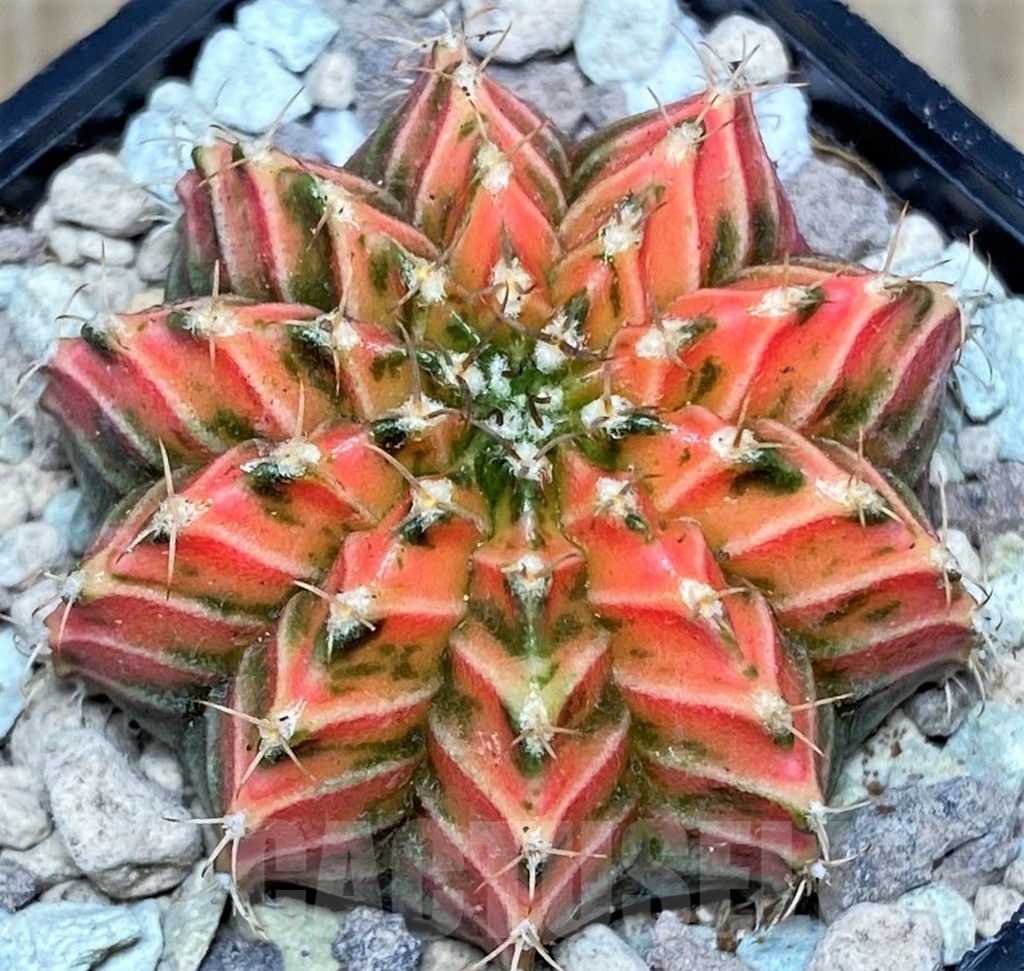 SHPR17506 Gymnocalycium friedrichii LB 2178 hybrid f. variegata