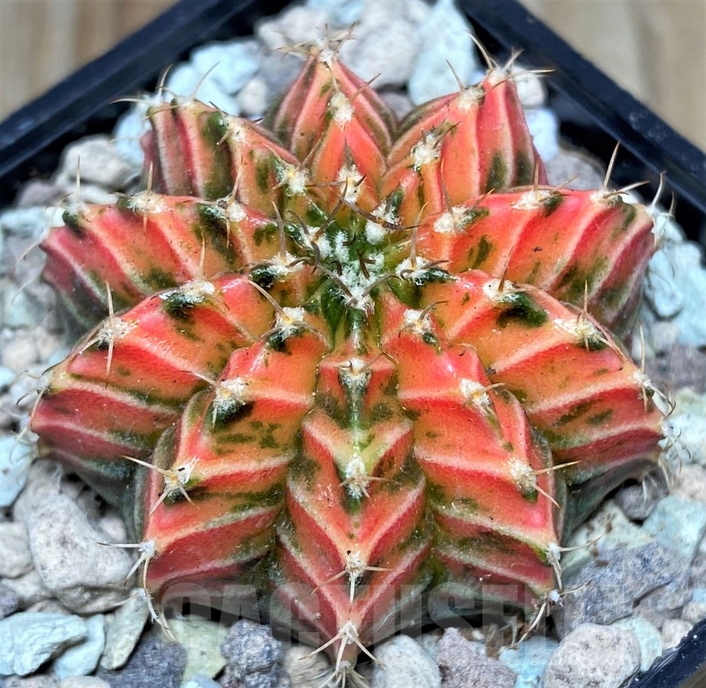 SHPR17506 Gymnocalycium friedrichii LB 2178 hybrid f. variegata - Image 2
