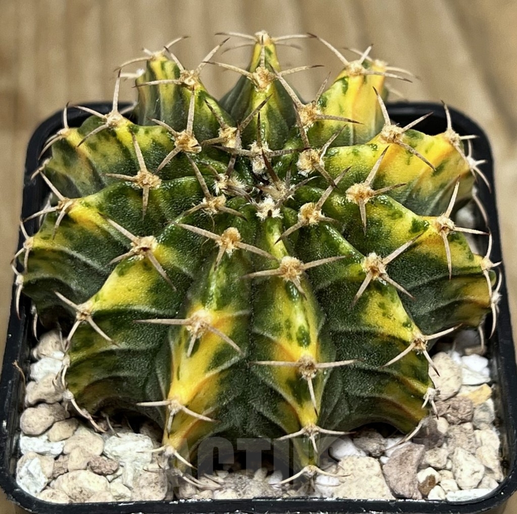 SHPR17702 Gymnocalycium friedrichii LB 2178 hybrid f. variegata, seedling