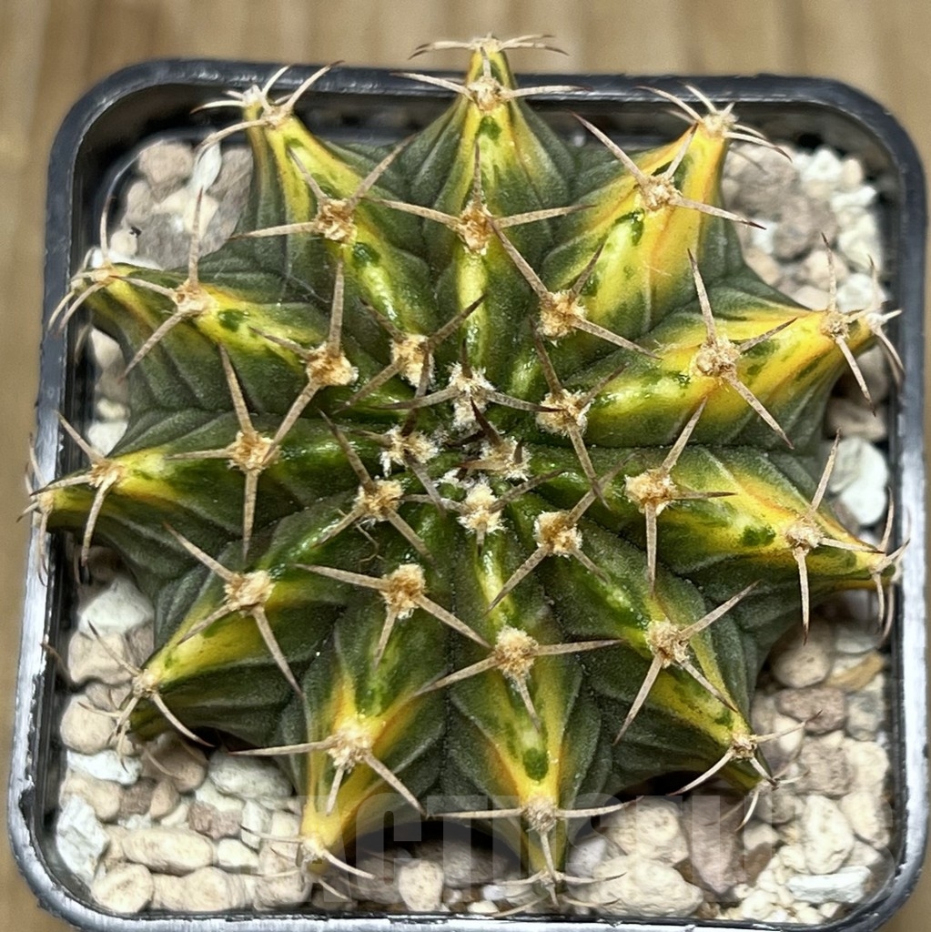 SHPR17702 Gymnocalycium friedrichii LB 2178 hybrid f. variegata, seedling – Bild 2