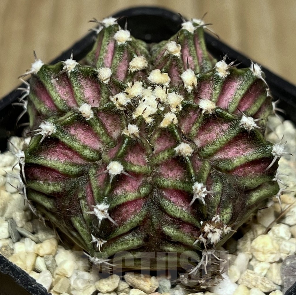 SHPR17708 Gymnocalycium mihanovichii ‘T-rex’ hybrid