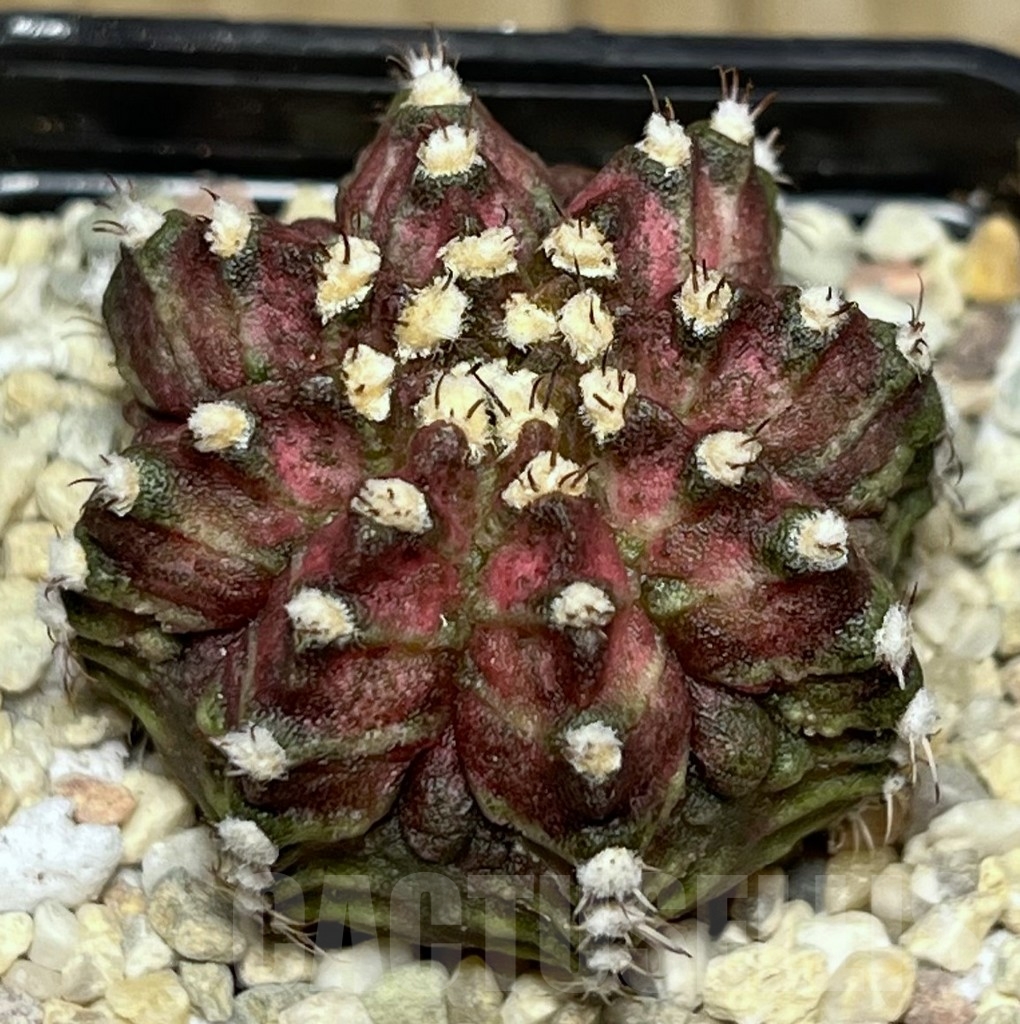SHPR17710 Gymnocalycium mihanovichii ‘T-rex’ hybrid