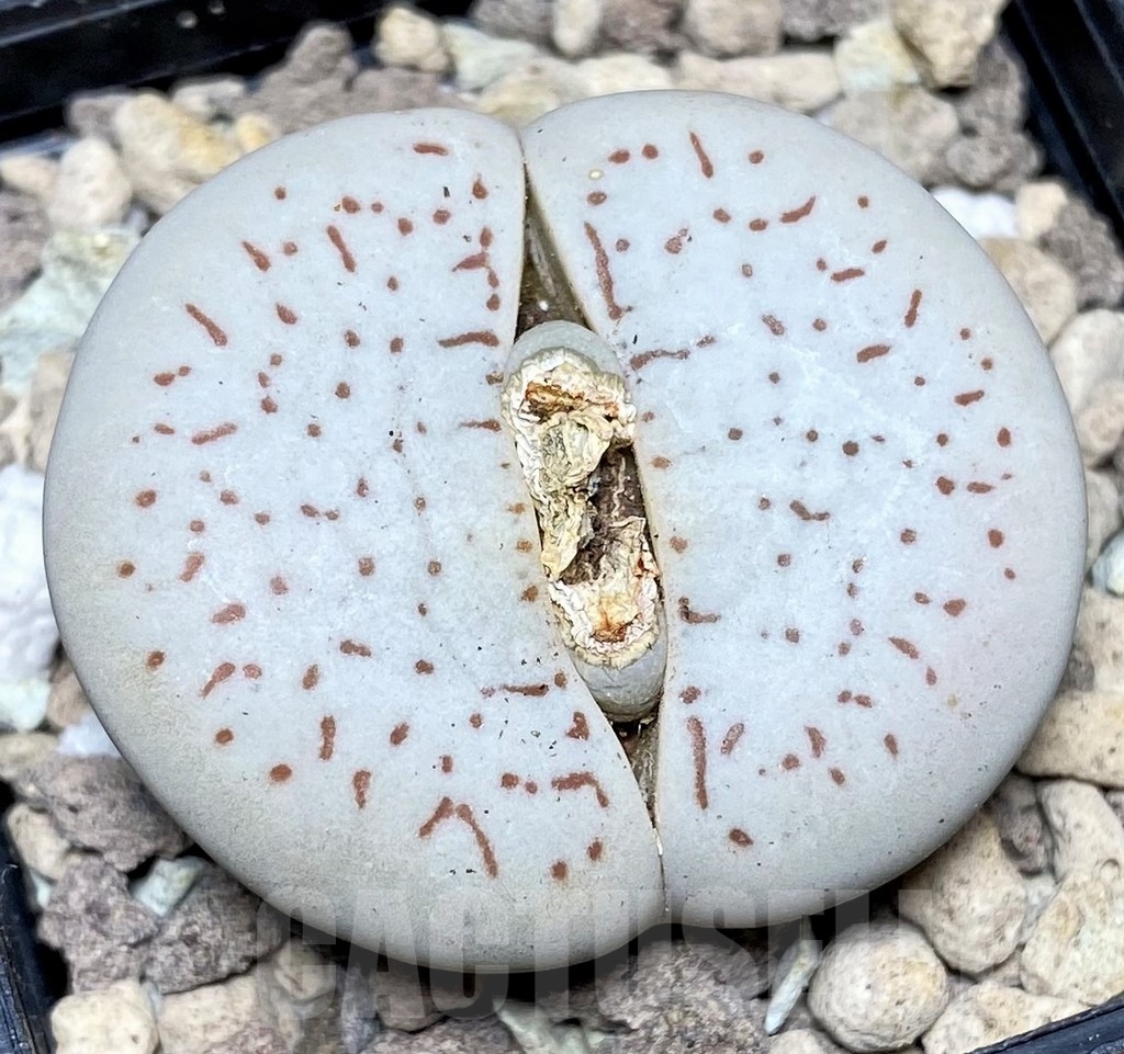 SHPR17517 Dinteranthus vanzylii