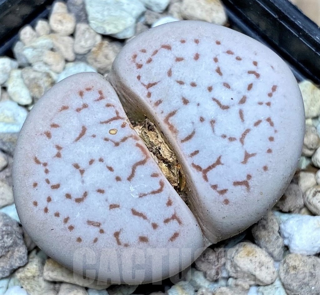 SHPR17518 Dinteranthus vanzylii