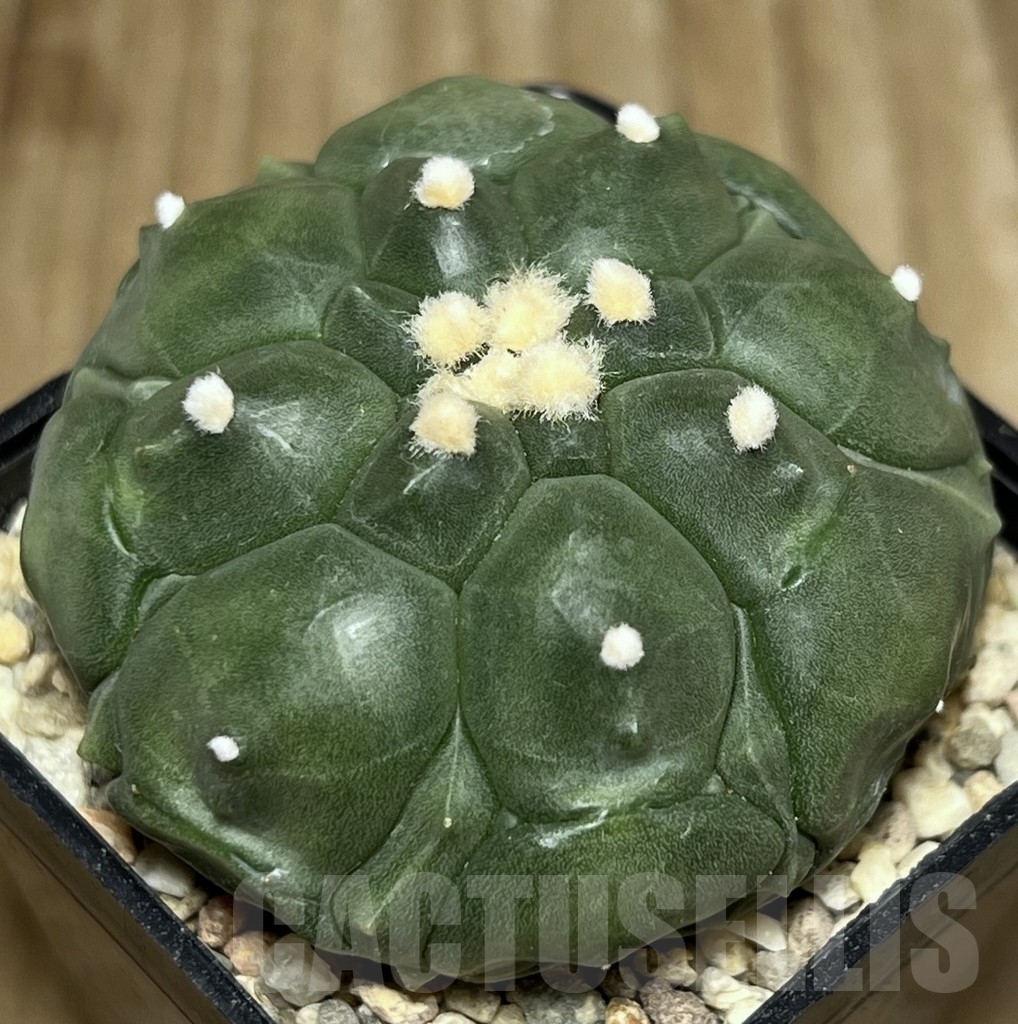 SHPR17713 Astrophytum asterias ‘Kikko’