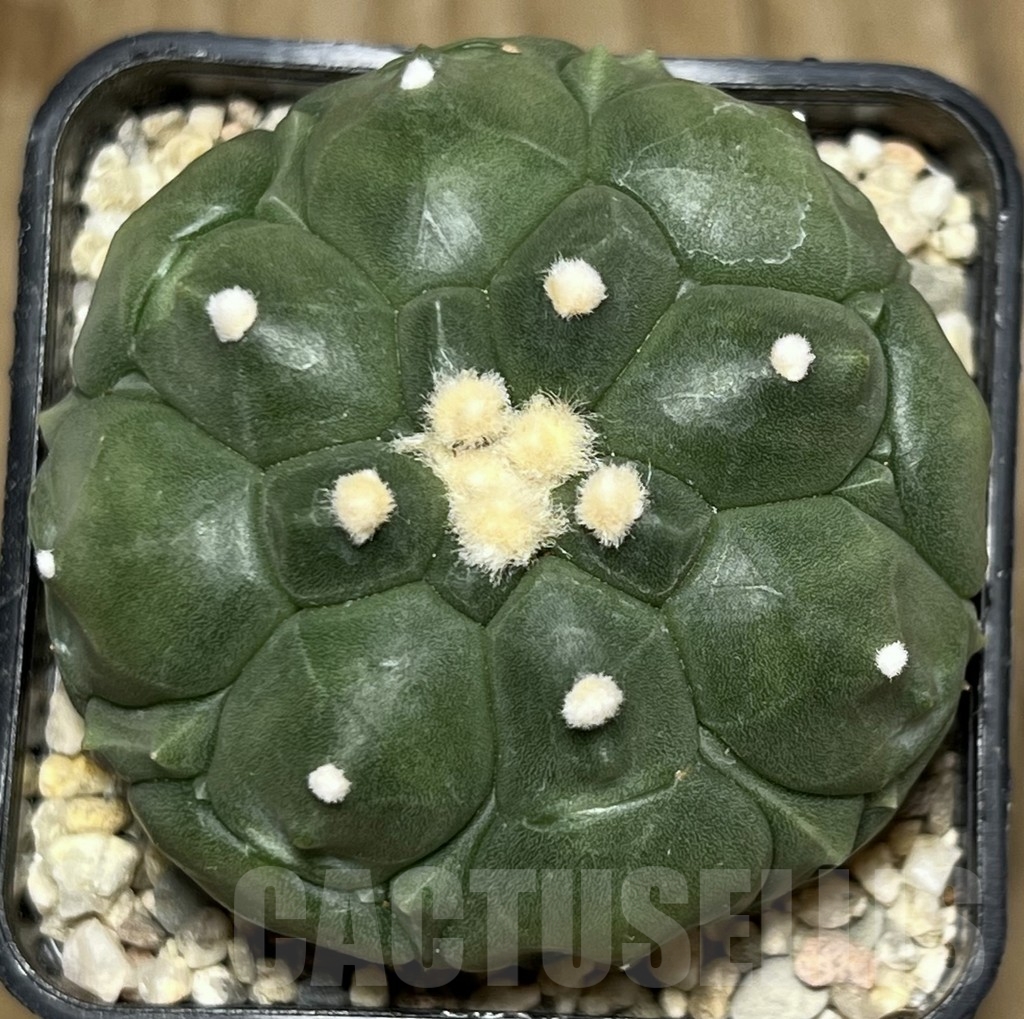 SHPR17713 Astrophytum asterias ‘Kikko’ - Image 2
