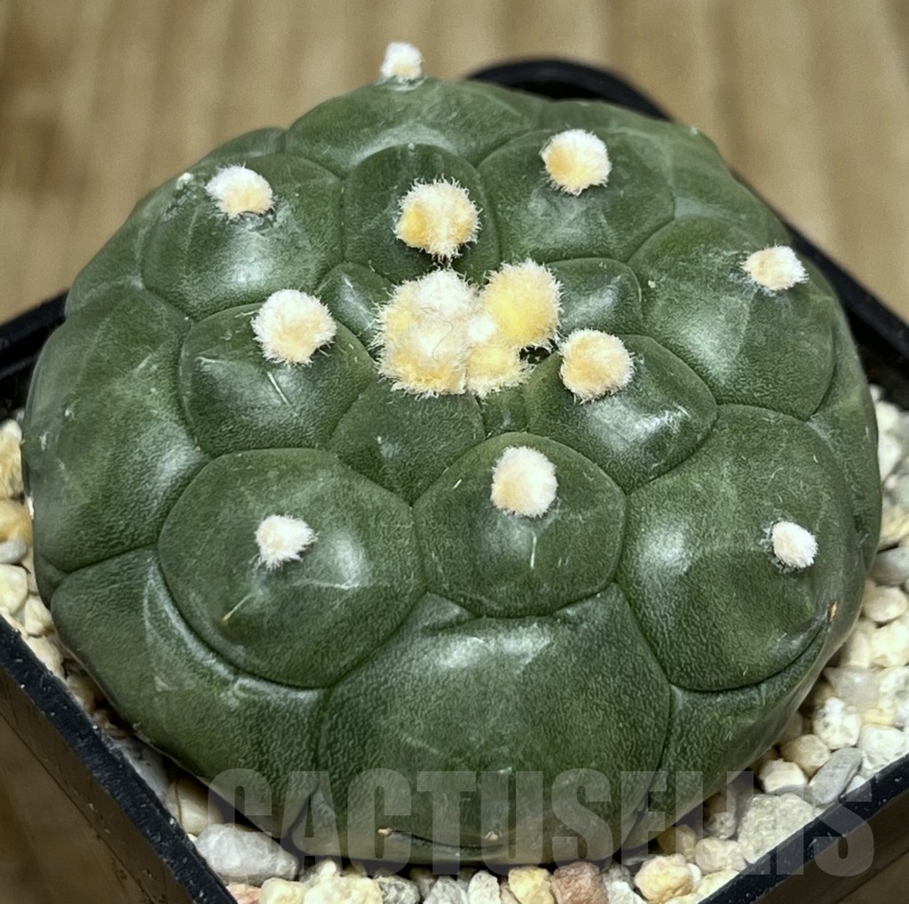 SHPR17715 Astrophytum asterias ‘Kikko’