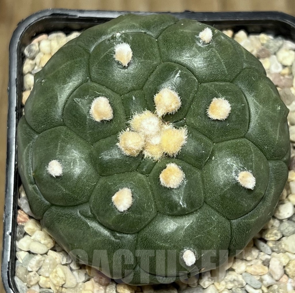 SHPR17715 Astrophytum asterias ‘Kikko’ - Image 2