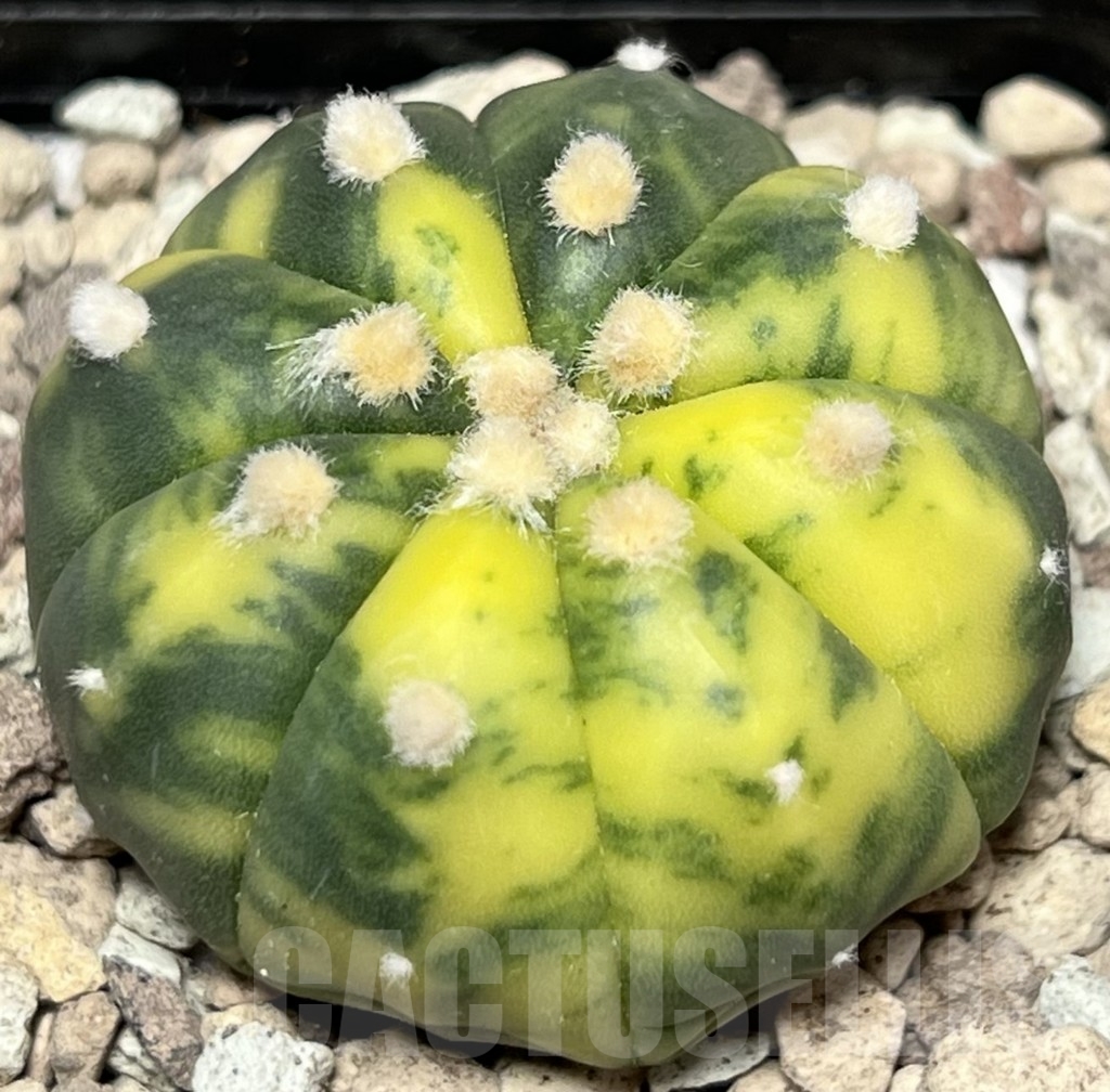 SHPR17718 Astrophytum asterias f. variegata - Image 2