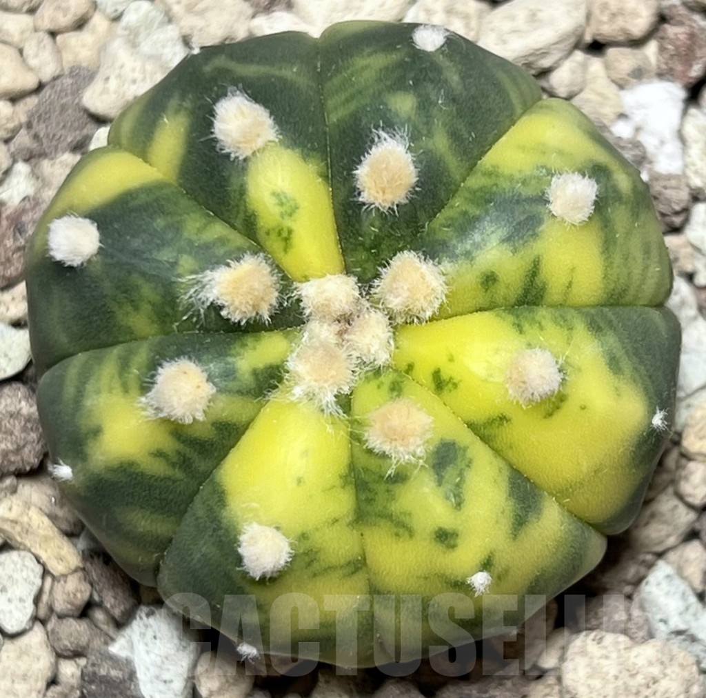 SHPR17718 Astrophytum asterias f. variegata