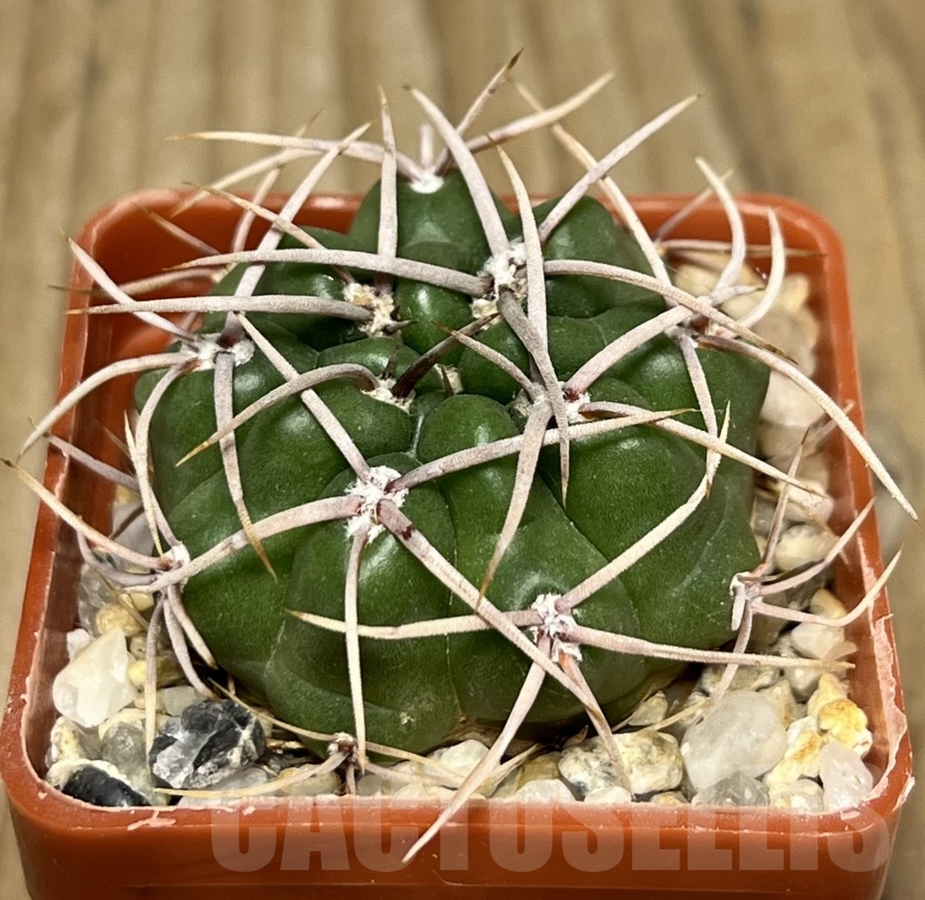 SHPR17721 Gymnocalycium orientale v. vikulovii Tom 15-756/1