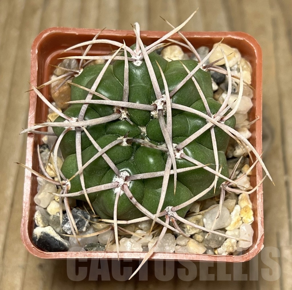 SHPR17721 Gymnocalycium orientale v. vikulovii Tom 15-756/1 - Image 2