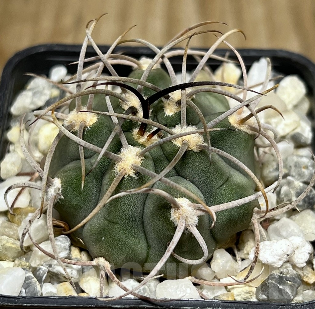 SHPR17724 Gymnocalycium ambatoense