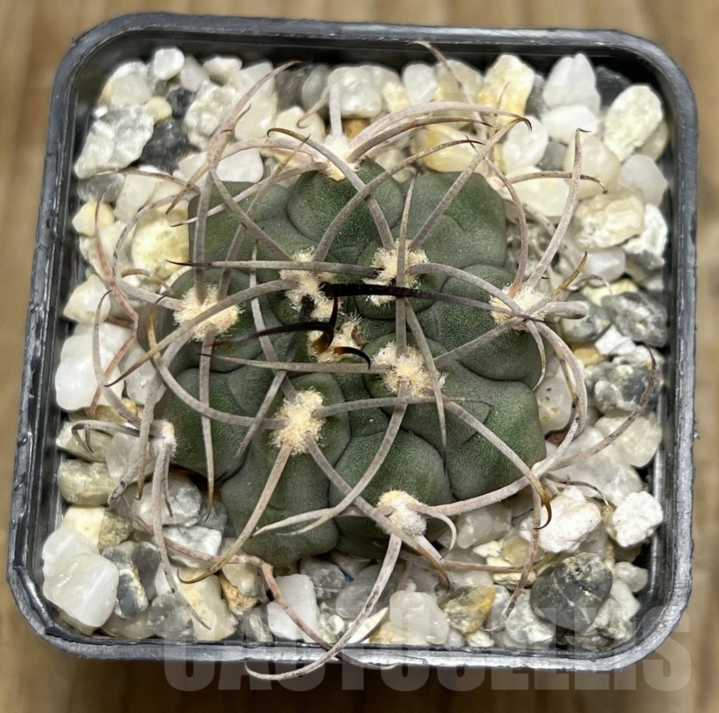 SHPR17724 Gymnocalycium ambatoense - Image 2