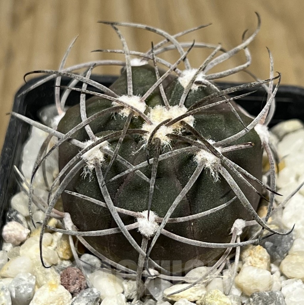 SHPR17726 Gymnocalycium spegazzinii TOM 325/1