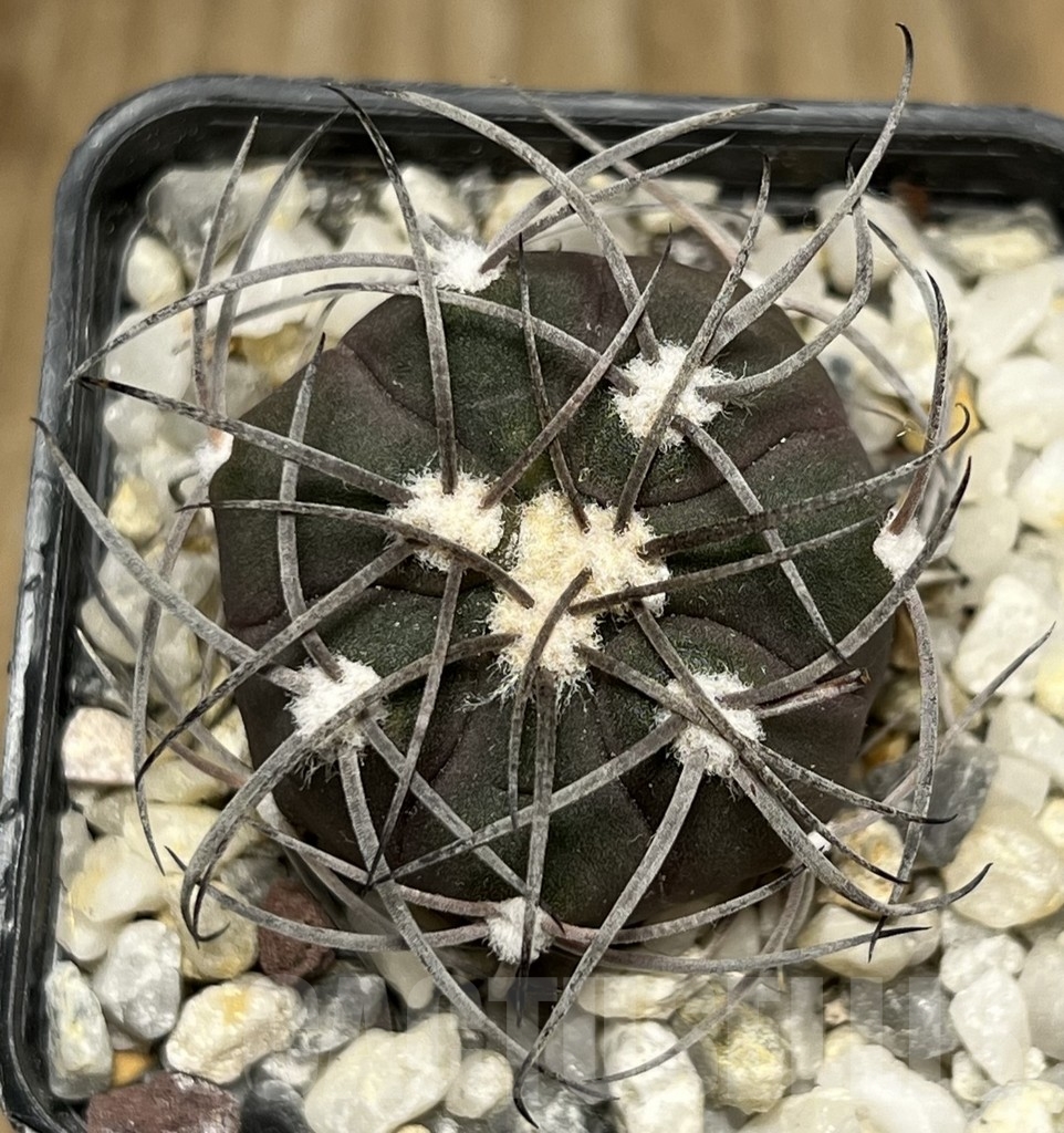 SHPR17726 Gymnocalycium spegazzinii TOM 325/1 - Image 2