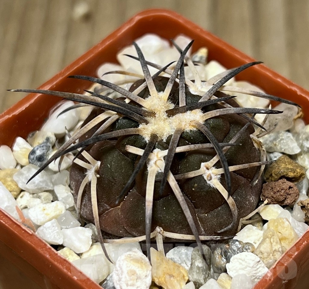 SHPR17732 Gymnocalycium spegazzinii v. horizonthalonium